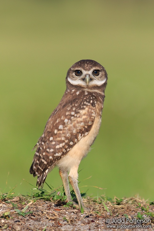 Burrowing Owl, Brian Piccolo Park, Florida, United States